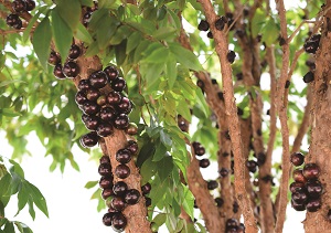 Suívie Jabuticaba : une boisson saine et rafraîchissante